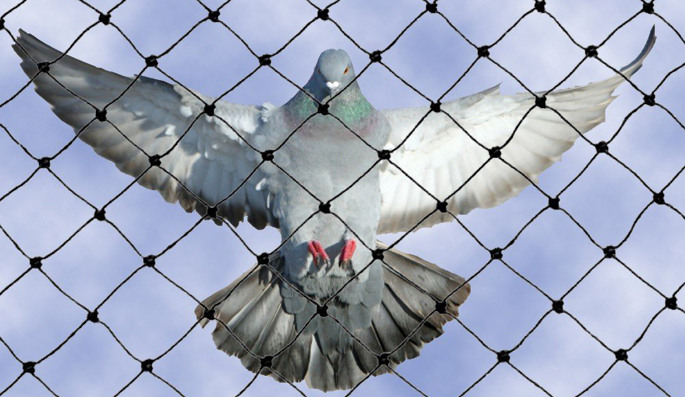 Pigeon Net in Delhi